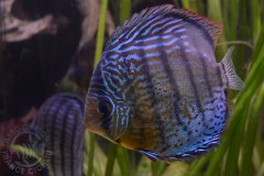 Symphysodon aequifasciatus (Amérique du sud)