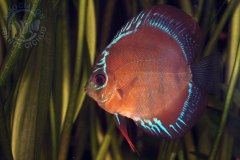 Symphysodon aequifasciatus (Amérique du sud)