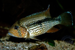 Tahuantinsuyoa macantzatza (Amérique du sud)