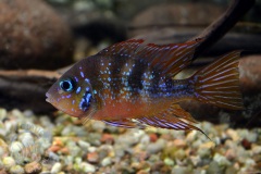 Thorichthys aureus (Amérique centrale)