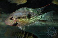 Thorichthys maculipinnis (Amérique centrale)