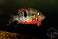 Thorichthys meeki (Amérique centrale)