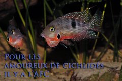 Thorichthys meeki (Amérique centrale)