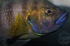 Trematochromis benthicola (lac Tanganyika)