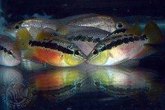 Trichromis salvini (Amérique centrale)