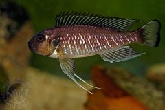 Triglachromis otostigma (lac Tanganyika)