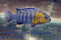 Tropheops sp "red cheek" Chizumulu (lac Malawi)