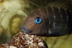 Tropheus annectens (lac Tanganyika)