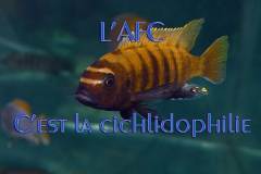 Pseudotropheus crabro (lac Malawi)