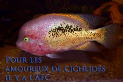 Vieja bifasciata (Amérique centrale)