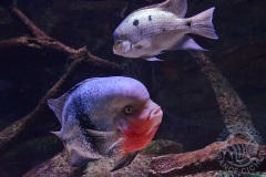 Vieja maculicauda (Amérique centrale)