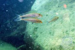 Asprotilapia leptura (lac Tanganyika)