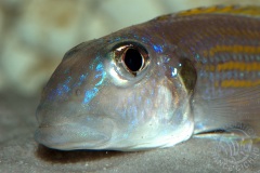 Xenotilapia ochrogeny (lac tanganyika)