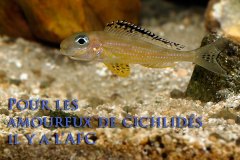 Xenotilapia papilio (lac Tanganyika)