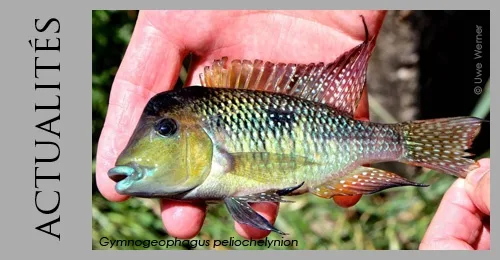 cichlidé d'amérique du sud