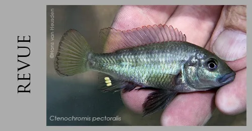 Ctenochromis pectoralis, cichlidé