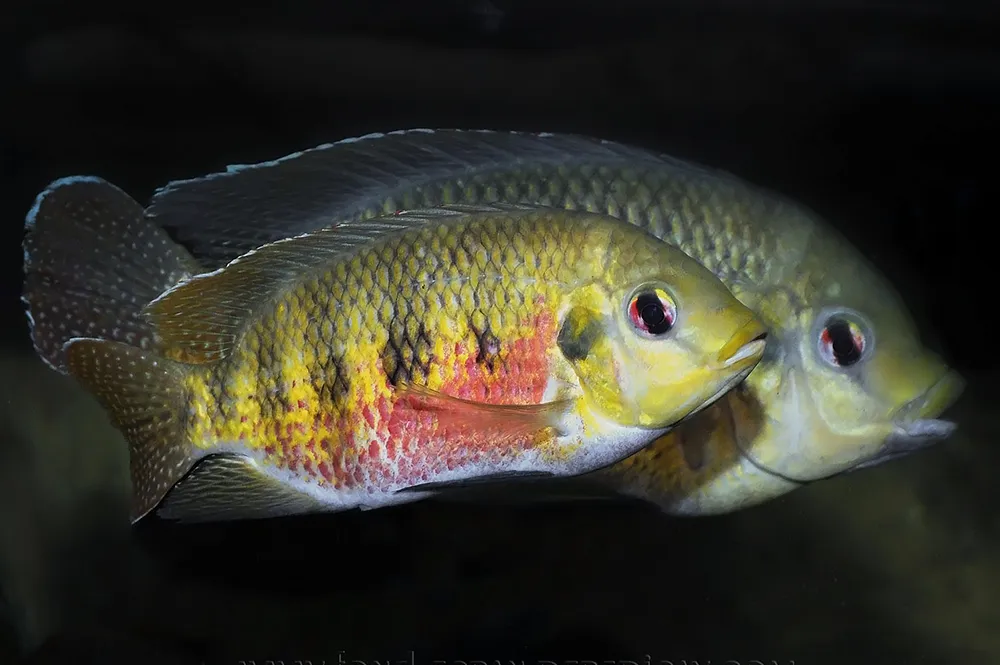 Pelmatolapia mariae