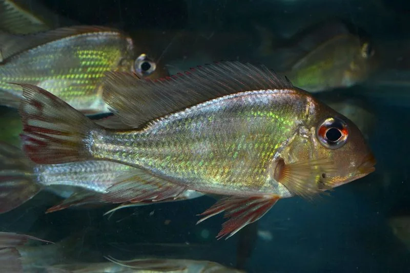 DSC_0003_Copier_1_scale_800x1500