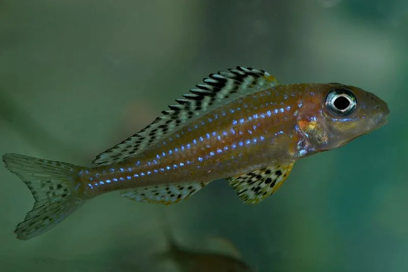 DSC_0110_Copier_scale_800x1500