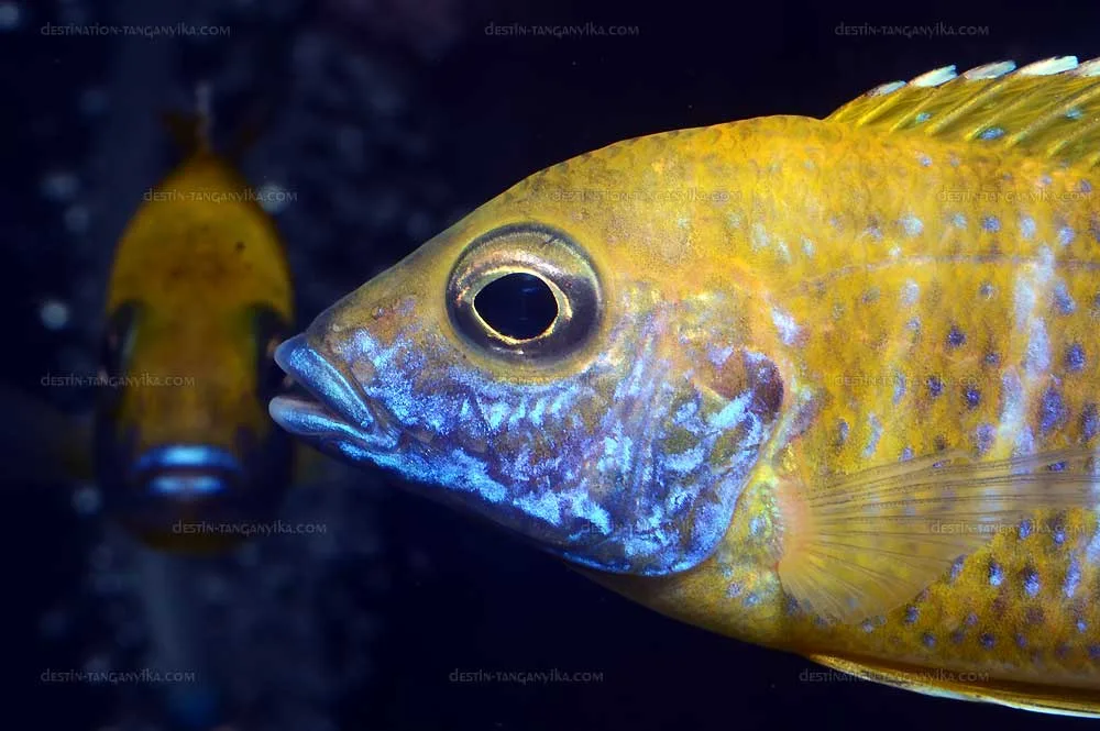 aulonocara-baenschi-vic-b.1