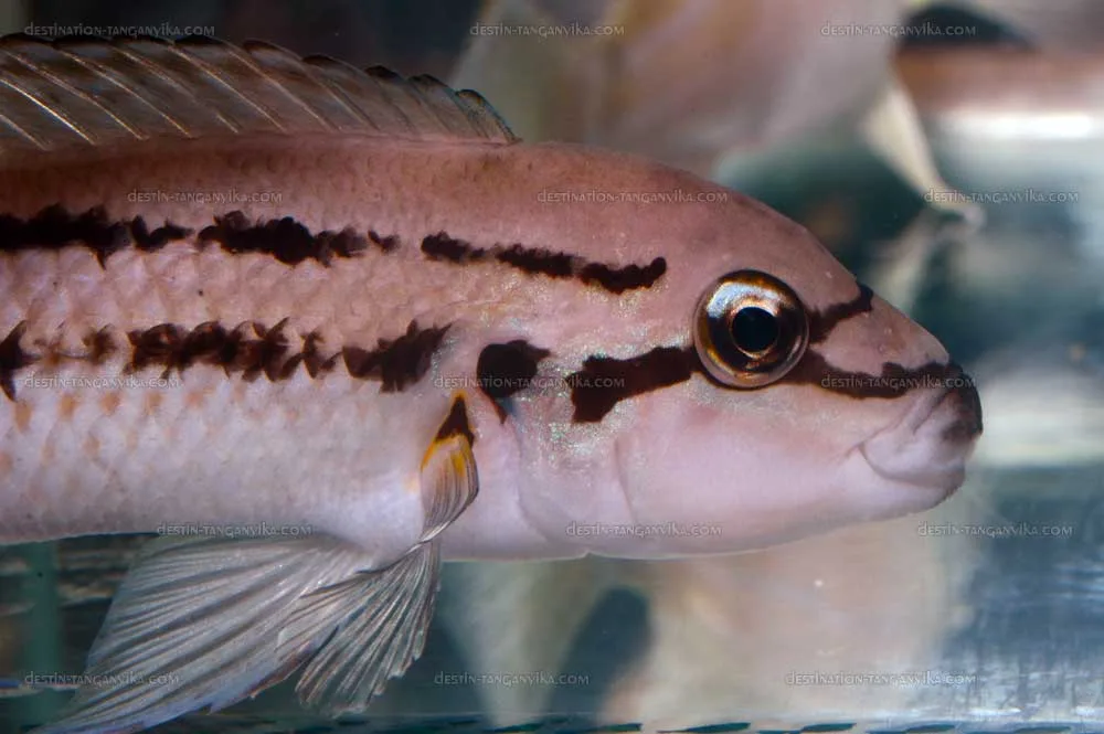 chalinochromis-sp-bifrenatus-vic-a.1