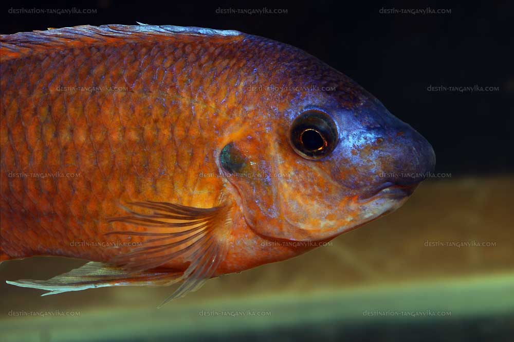 labeotropheus-vic-a