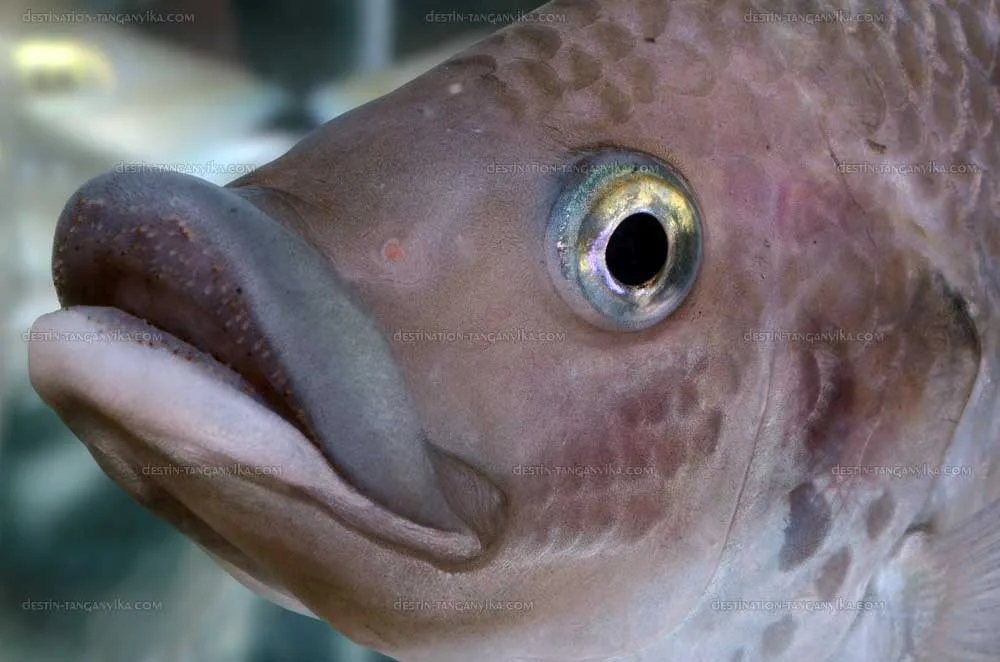 oreochromis-mossambicus-vic-a.1