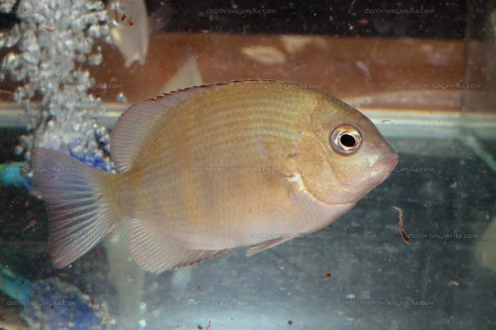 paretroplus-menarambo-vic-a.1